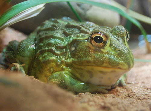 African bullfrog